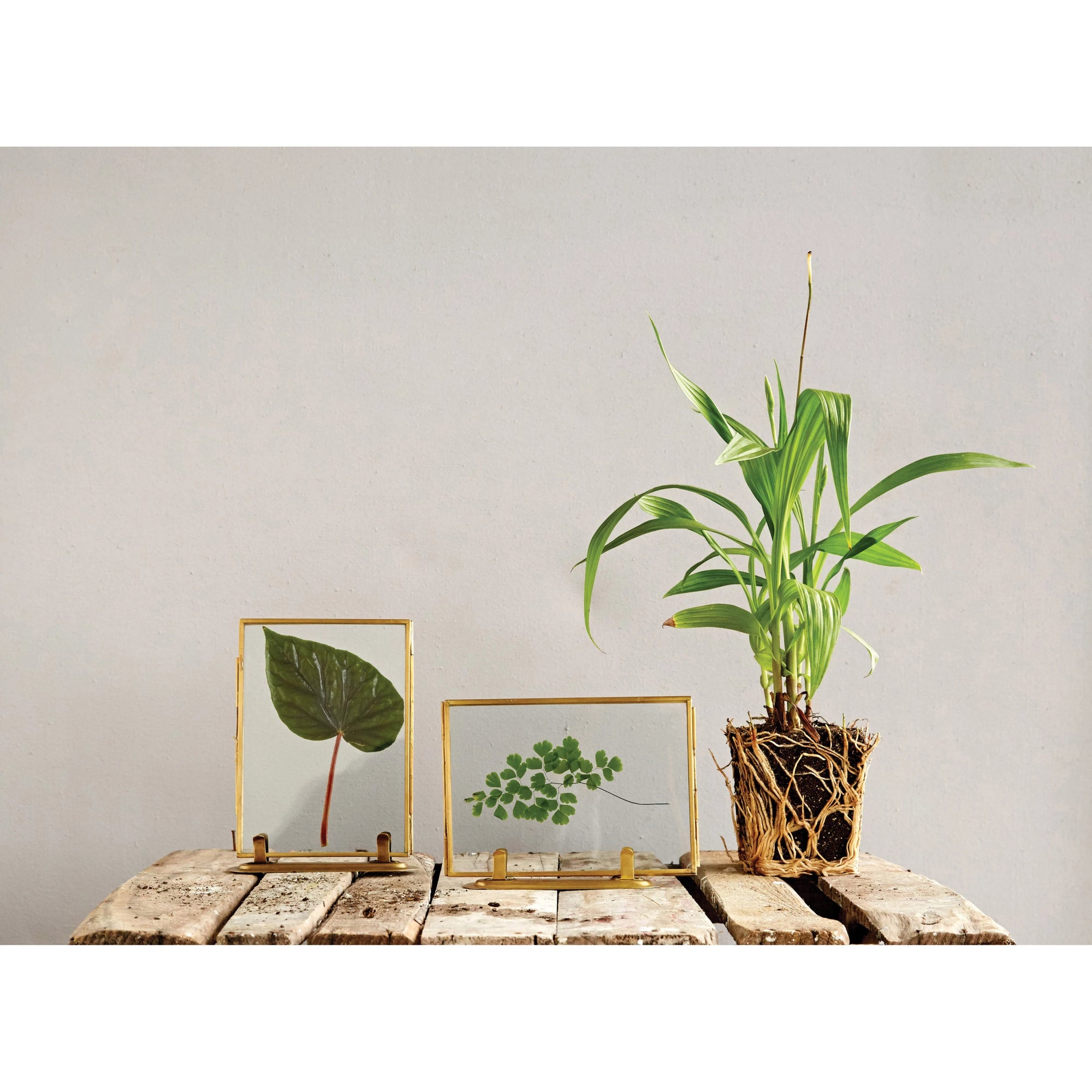 rectangle glass and brass five by seven picture frame with brass stand displayed with pressed foliage. 